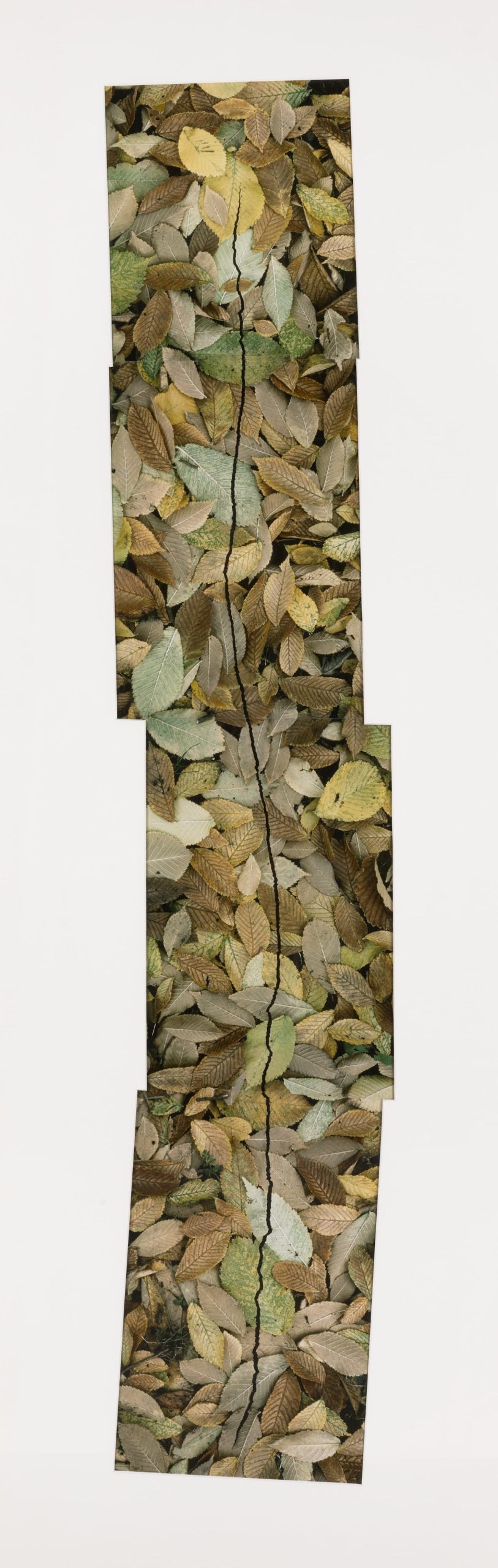 a composite photograph by Andy Goldsworthy showing leaves arranged with a crack through them, as if broken like stone
