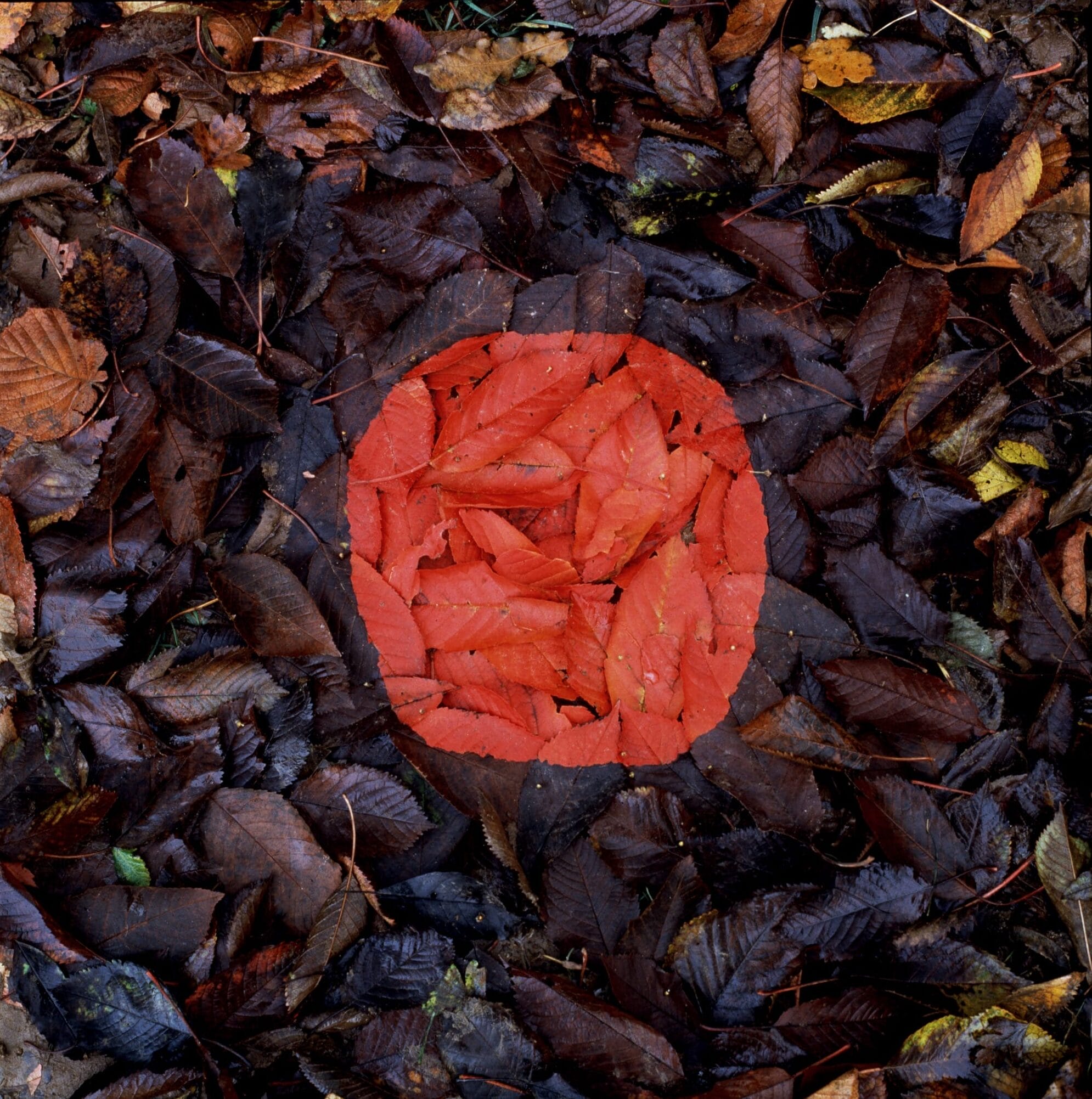 a photograph by Andy Goldsworthy showing a pile of leaves with several of them painted bright red and arranged to create a circle on the ground