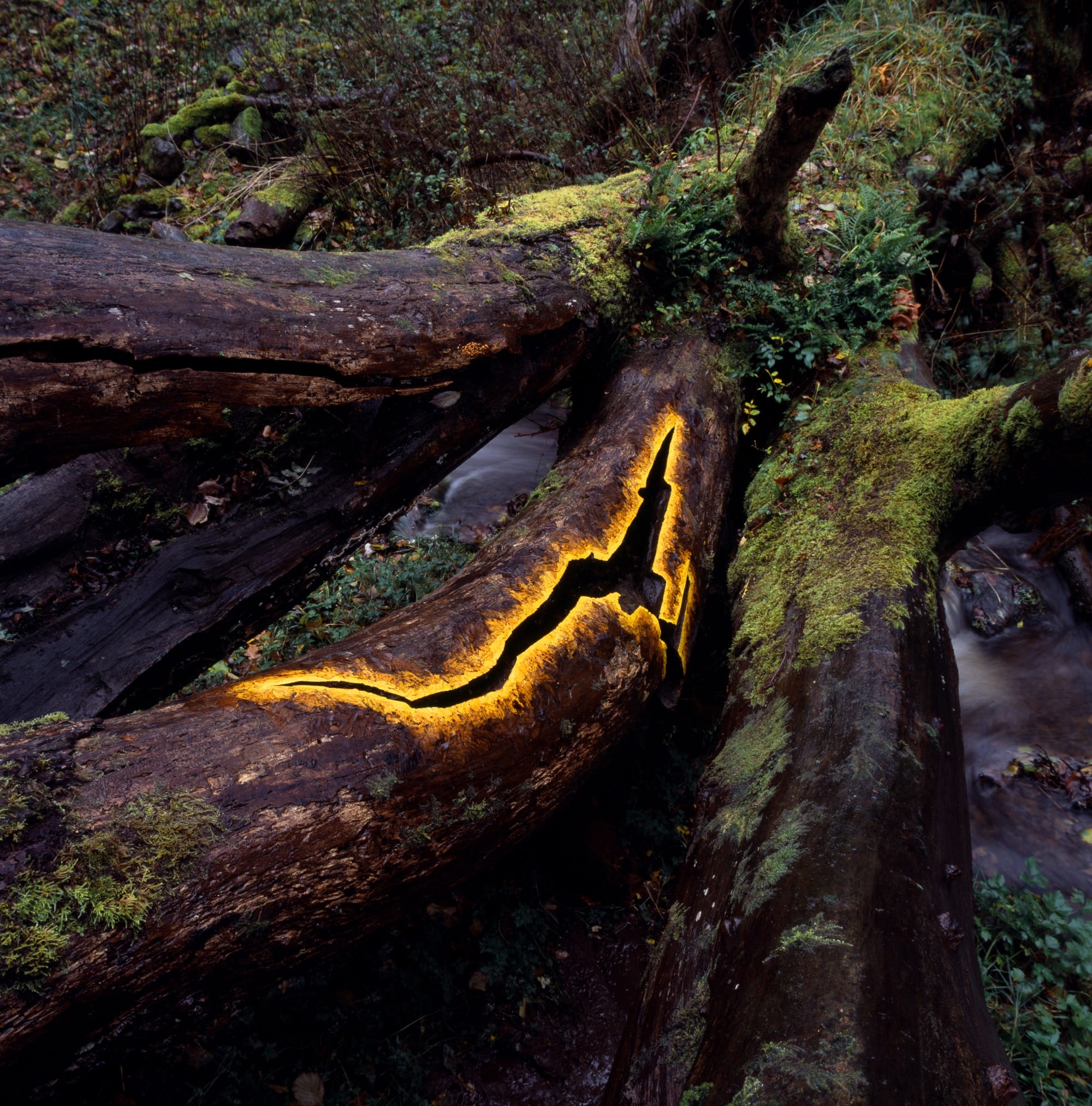 a photograph by Andy Goldsworthy showing a crack in an elm bough that has been colored yellow around the edge so that it appears to glow