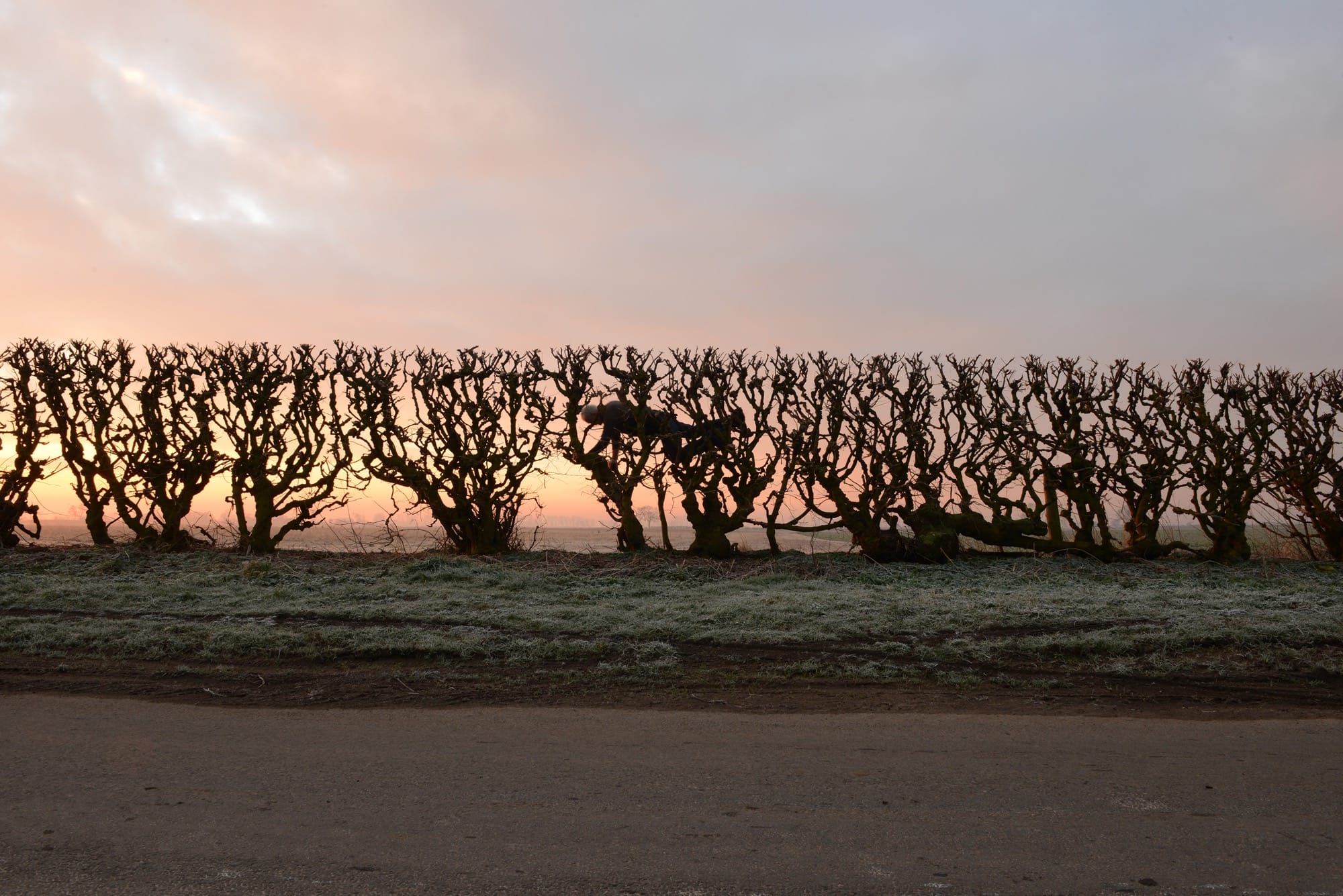a video still of artist Andy Goldsworthy crawling through a winter hedge