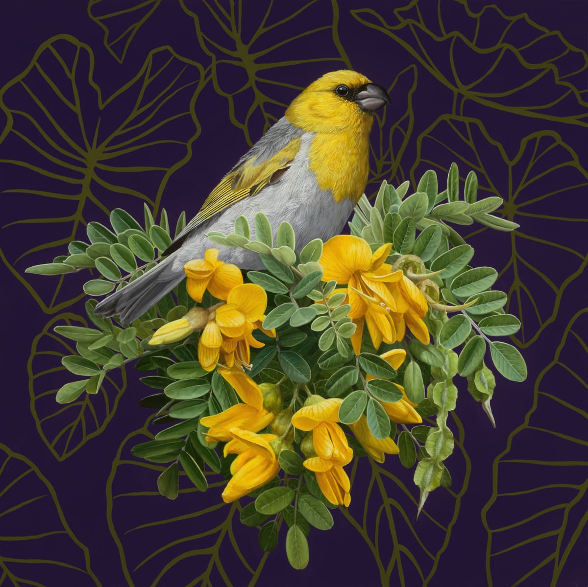 a yellow and gray bird perched in a cluster of foliage and yellow flowers