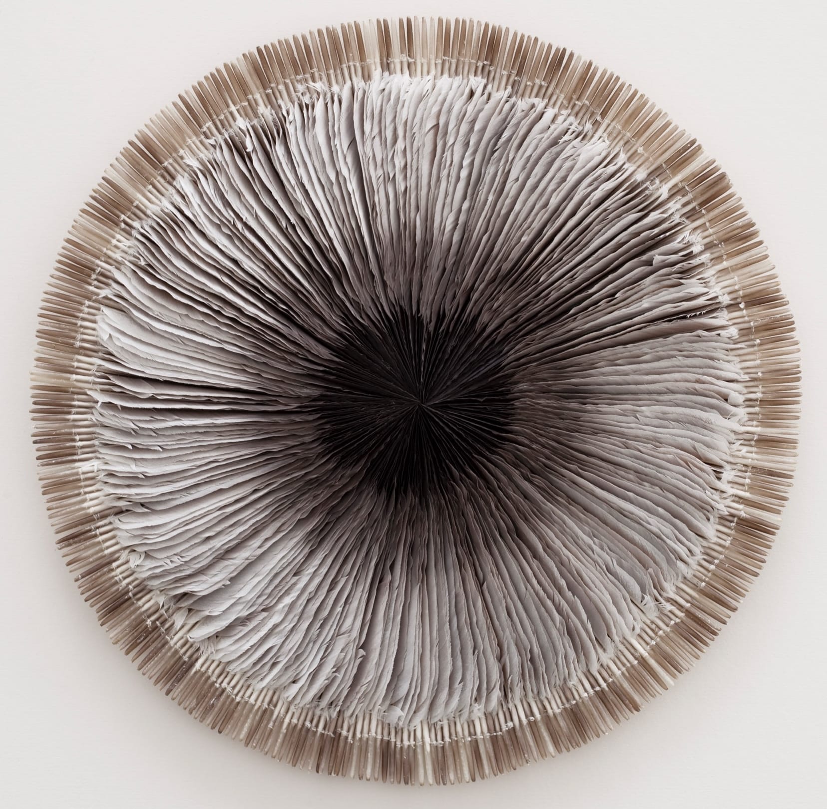 a circular composition of feathers