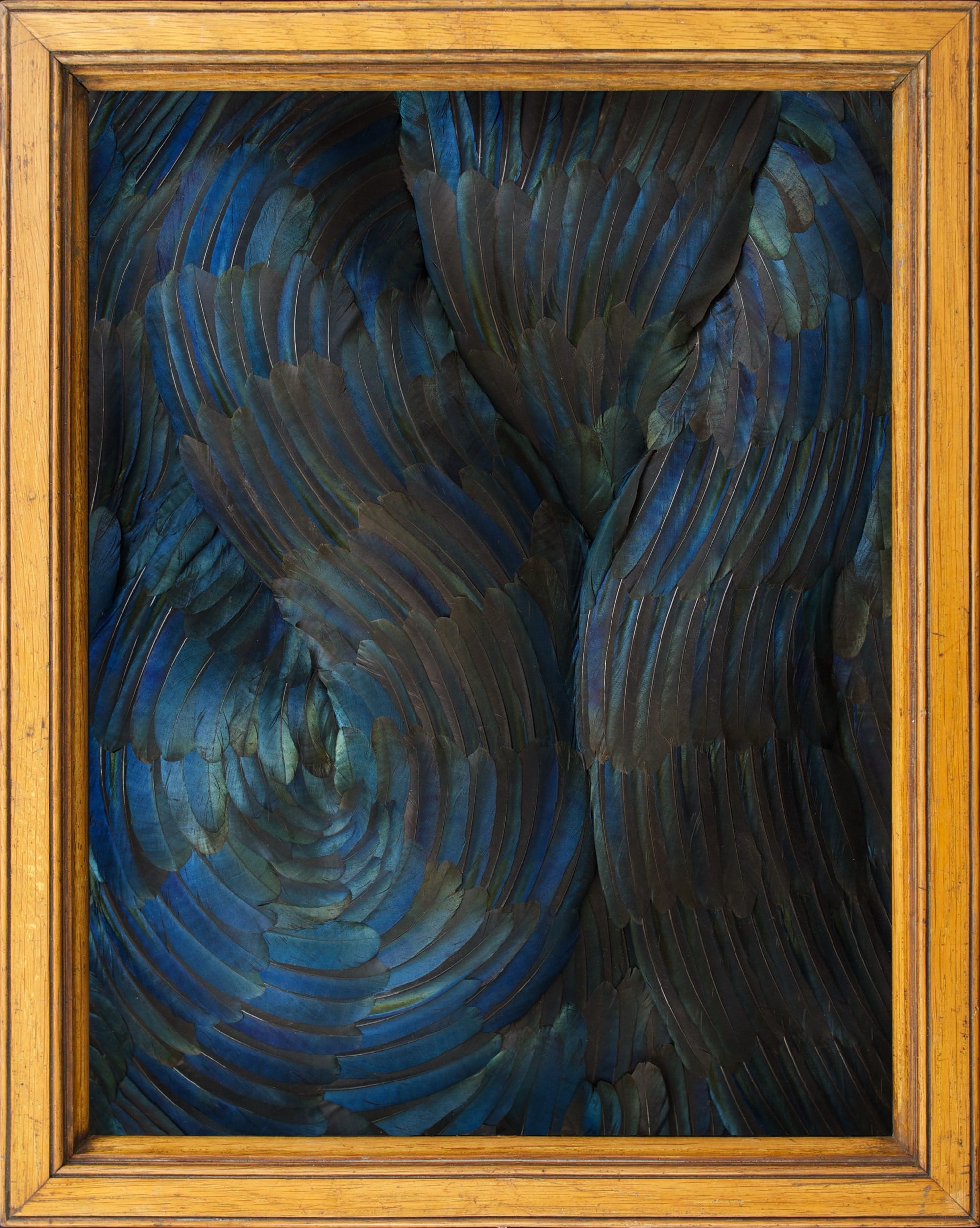 a framed composition of swirling blue feathers