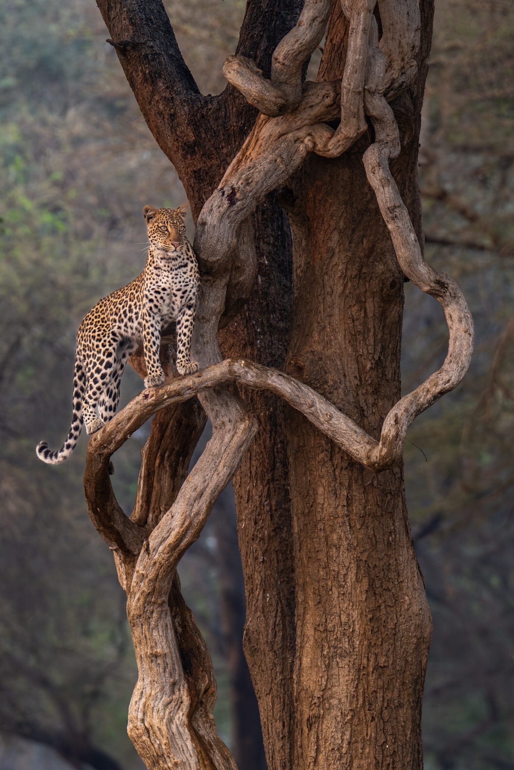 a leopard stands on a tree bough