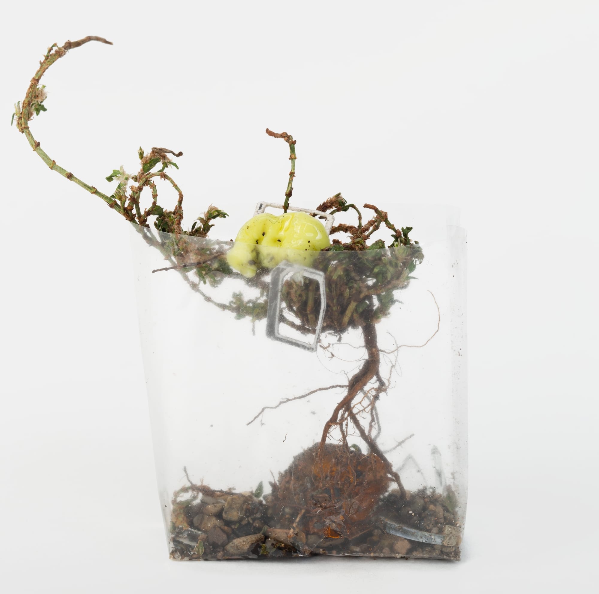 leaves, wrappers, and other refuse in a clear plastic cellophane wrapper