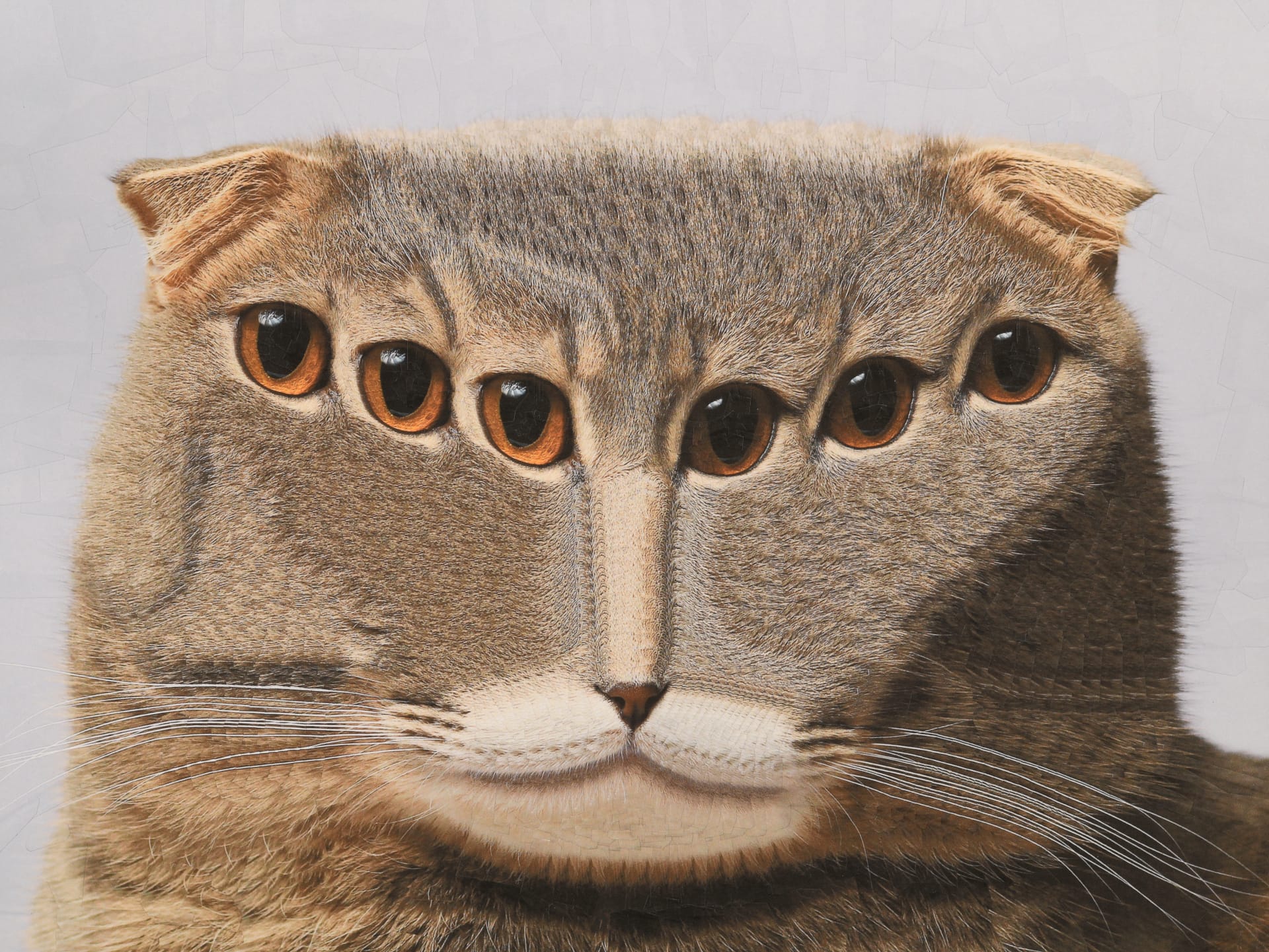 a collage by Lola Dupre of a cat with numerous eyes