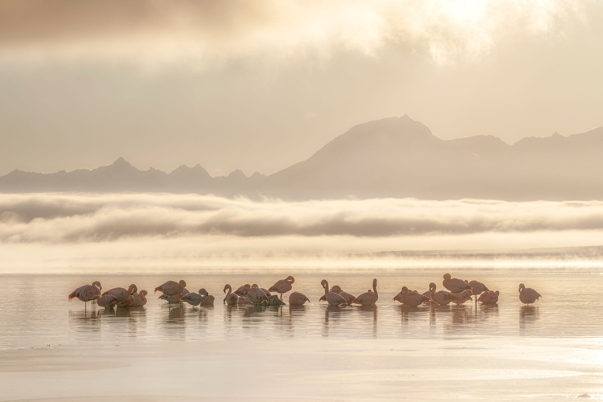 numerous flamingos gather at low tide in front of a hilly coastal backdrop
