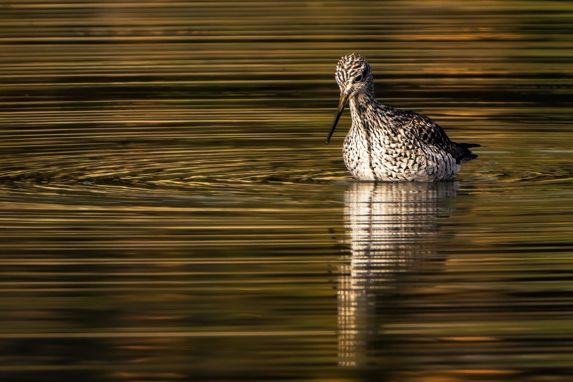 a greater yellowlegs bird swims in calm waters