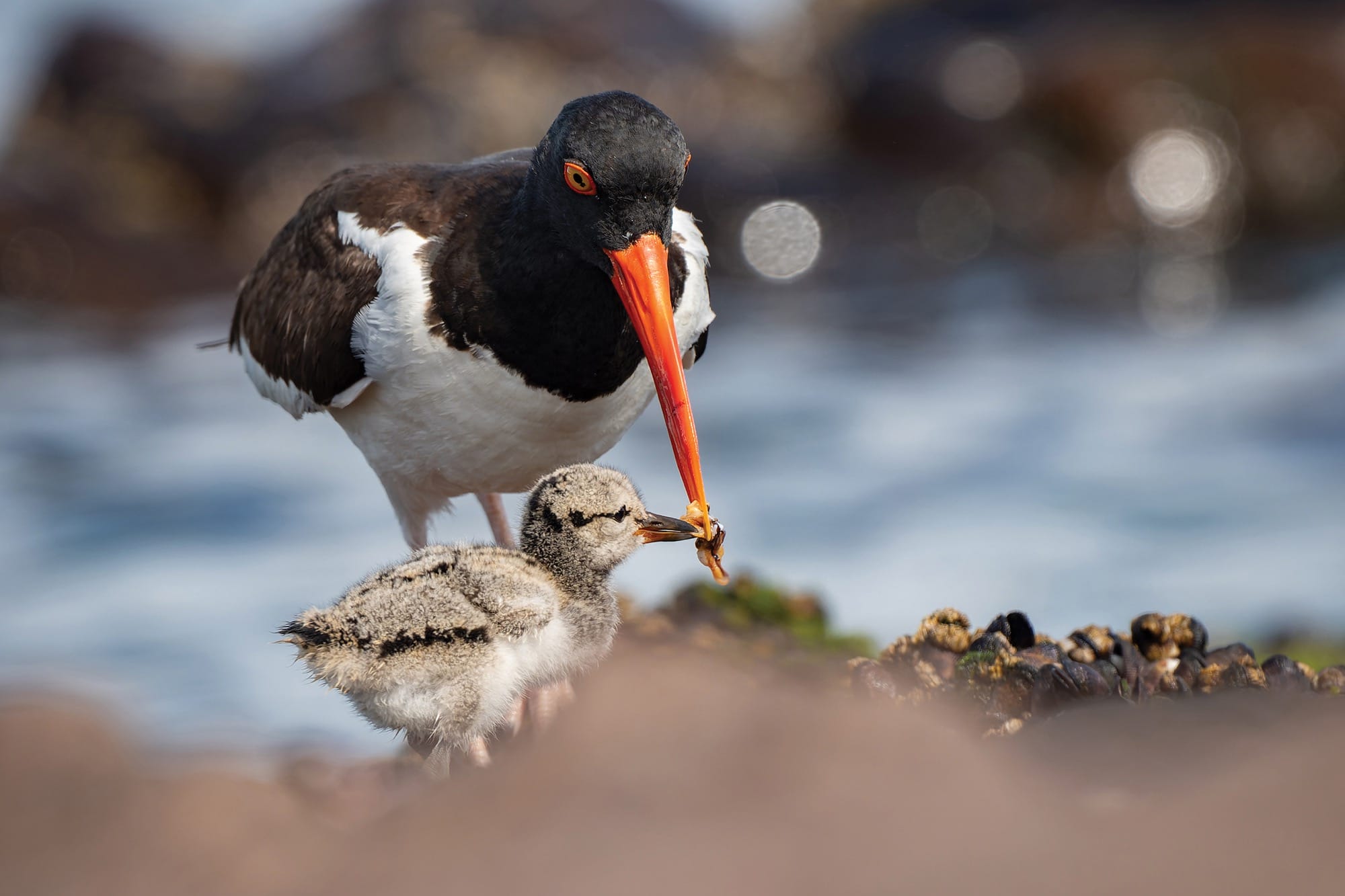a mother oystercatcher feeds its chick