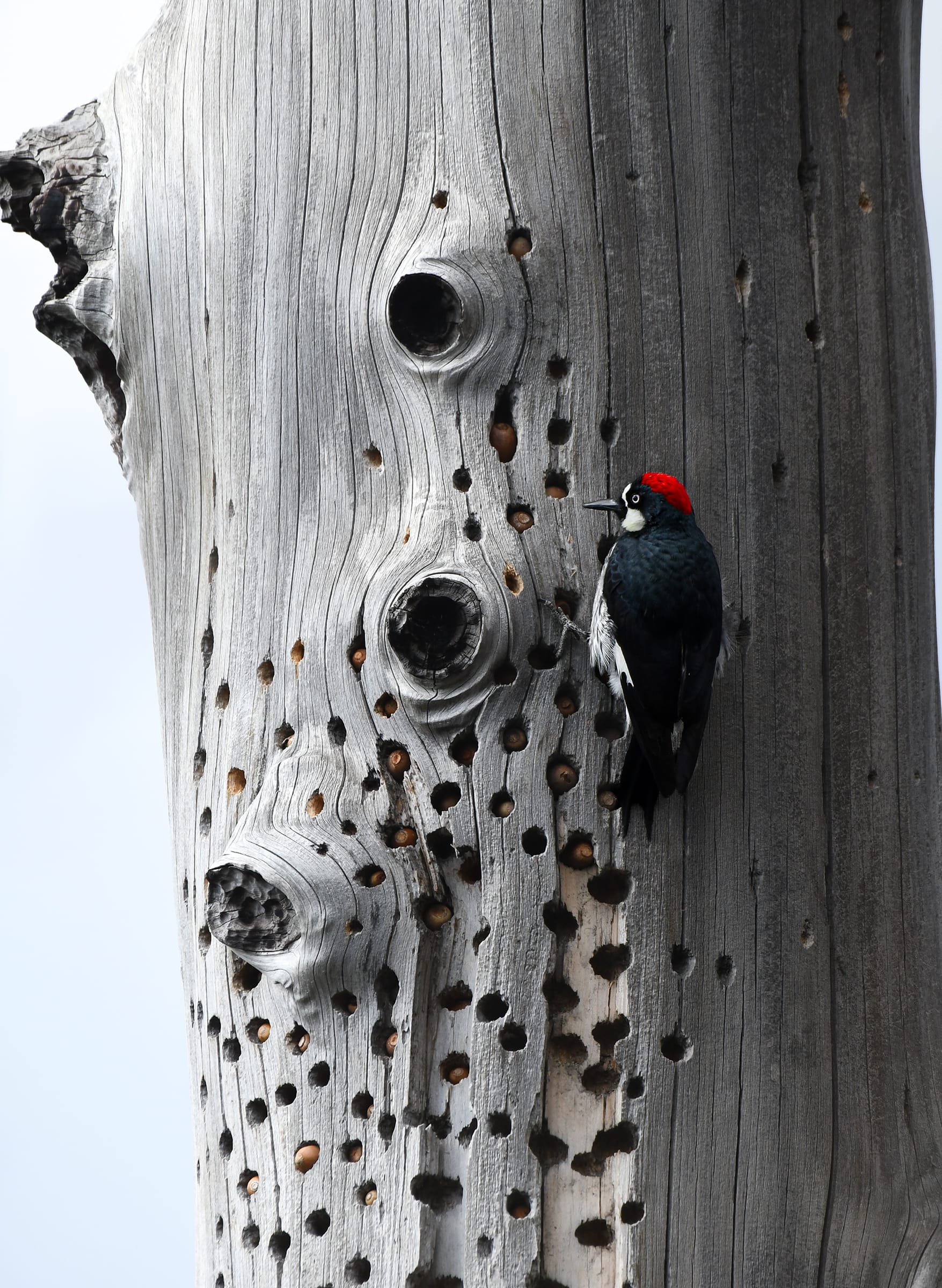 a woodpecker pecks at a dead tree, with numerous other holes already pecked, filled with acorns