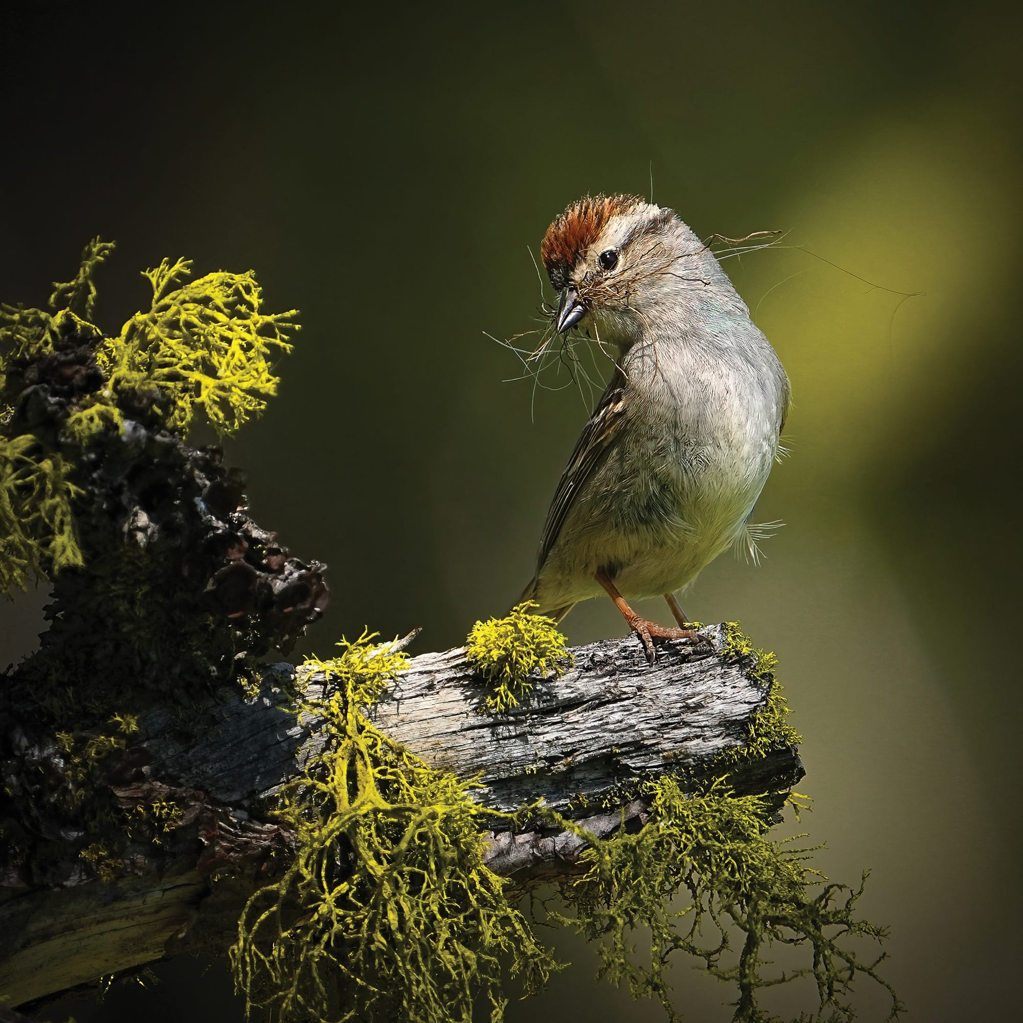 a chipping sparrow stands on an old tree limb covered in lichen