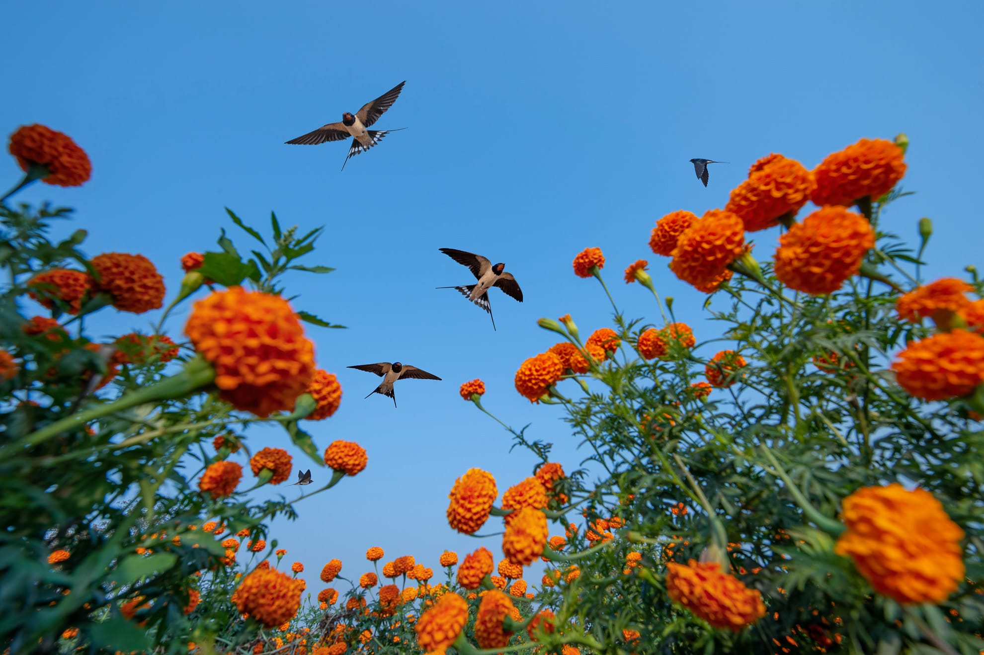 a group of barn swallows dart over orange marigolds