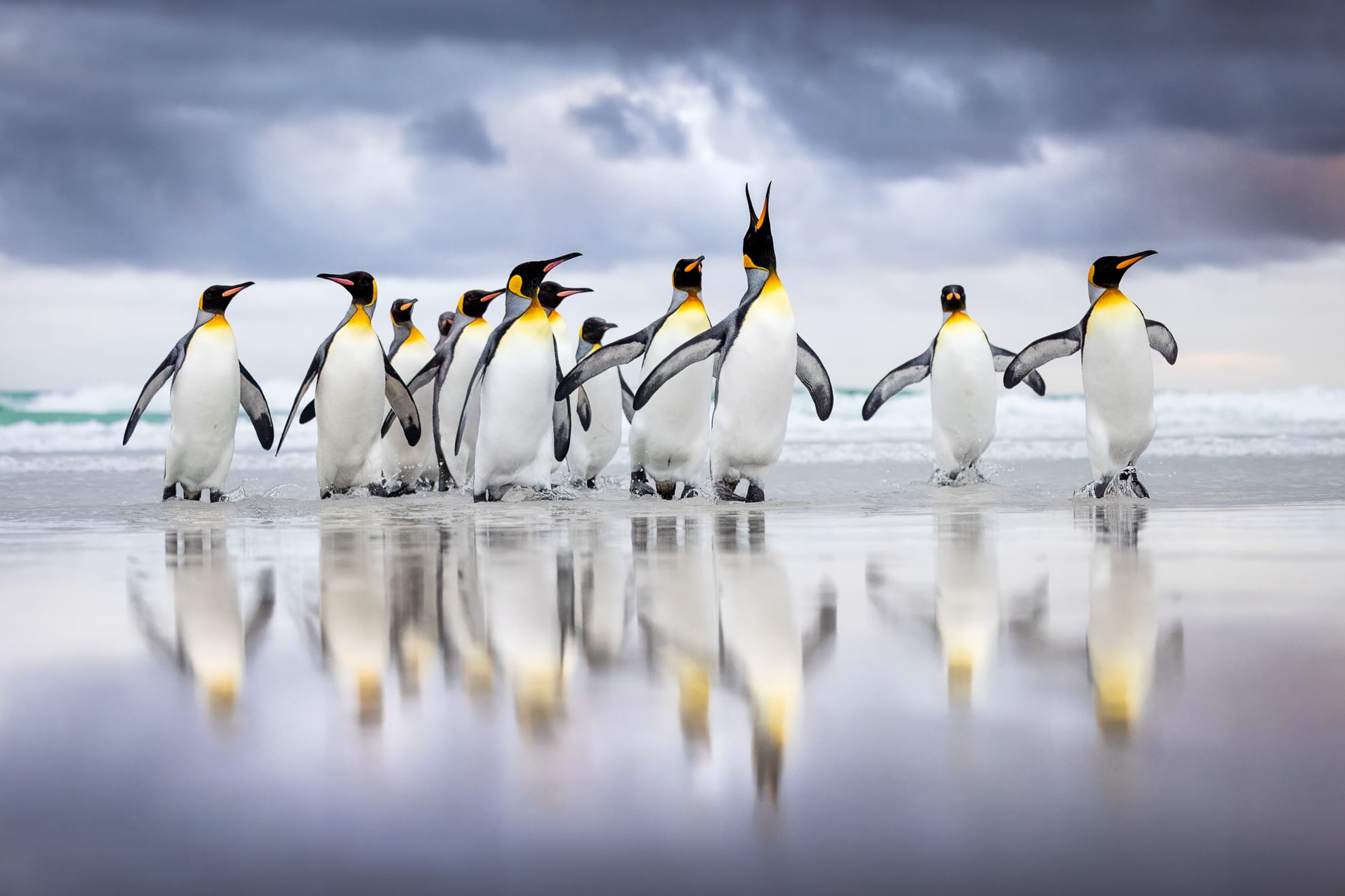 a group of King penguins on the shoreline