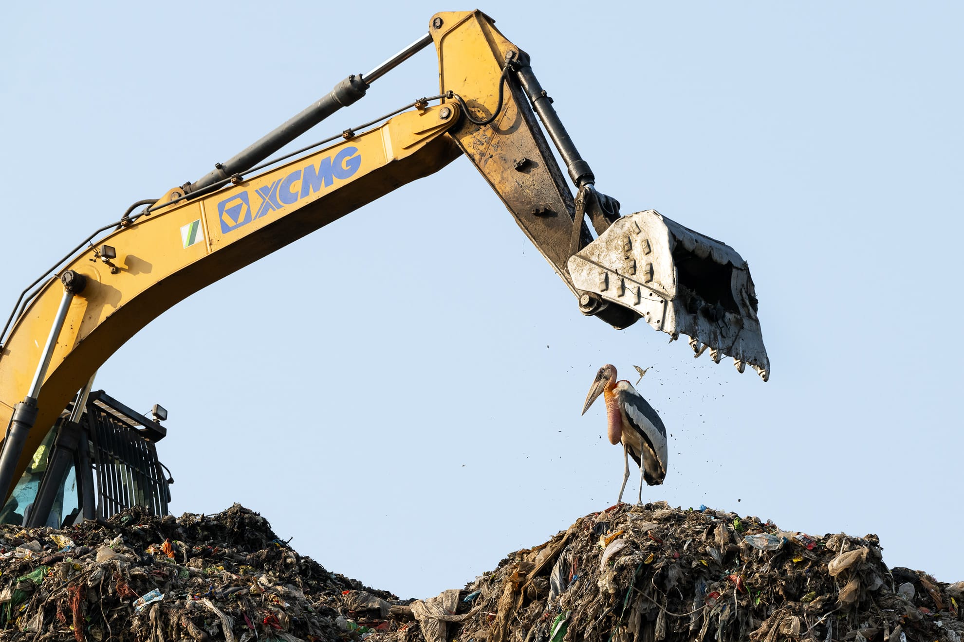 a Greater adjutant stands on a pile of trash with a digger overhead that looks as if it's about the scoop up the bird