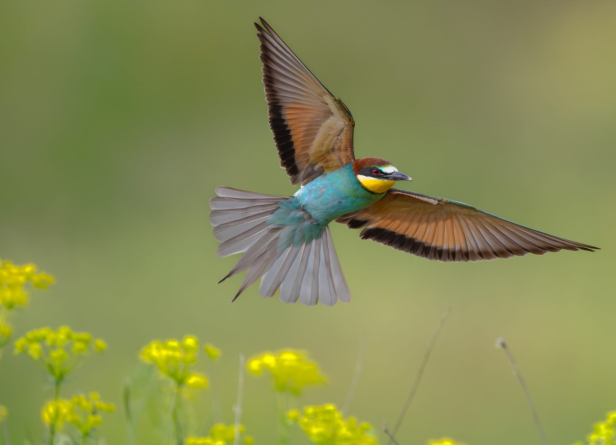 a portrait of a European bee-eater bird in mid-flight