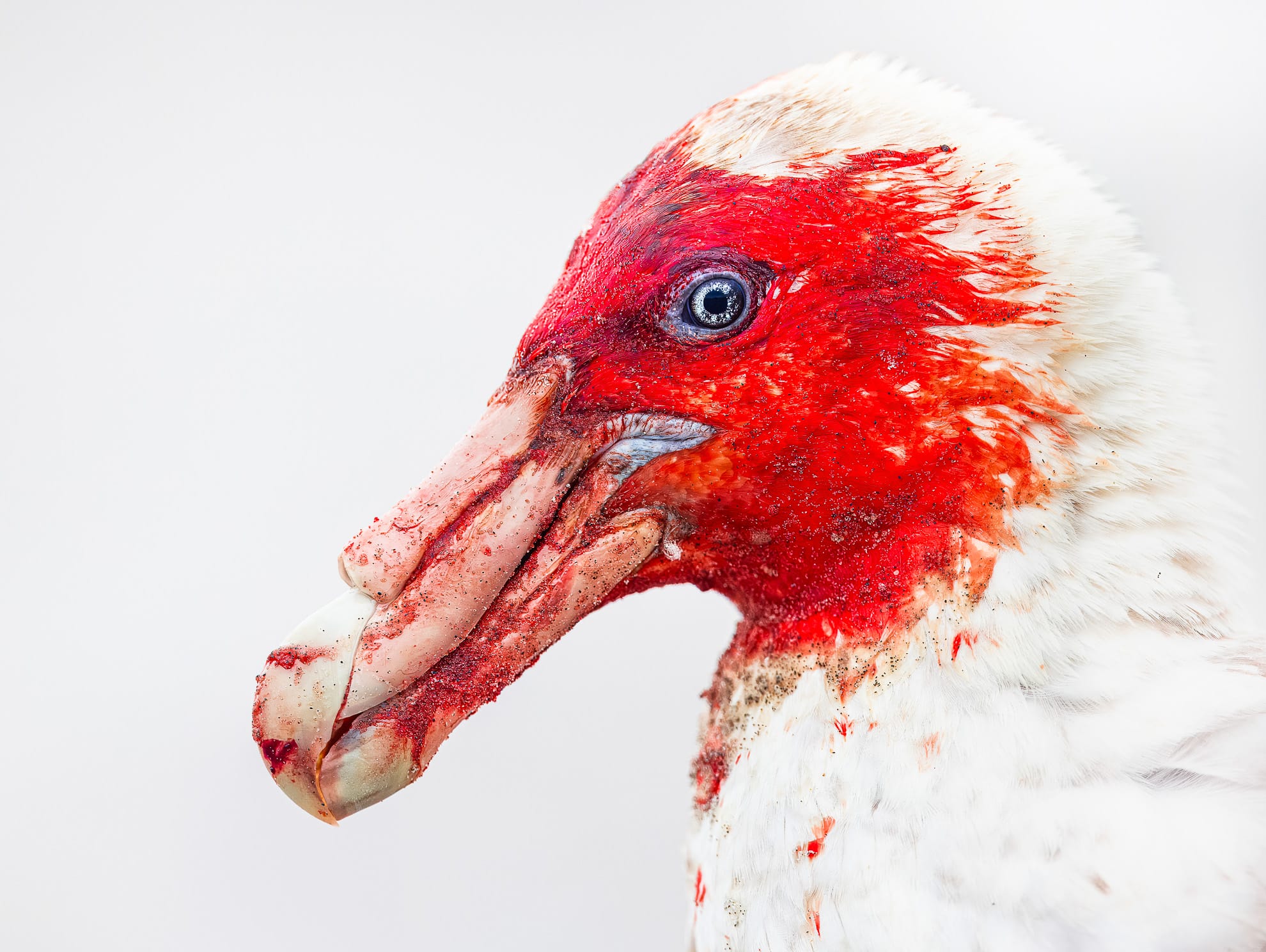 an up-close portrait of a Southern giant petrel's bloody face after a meal