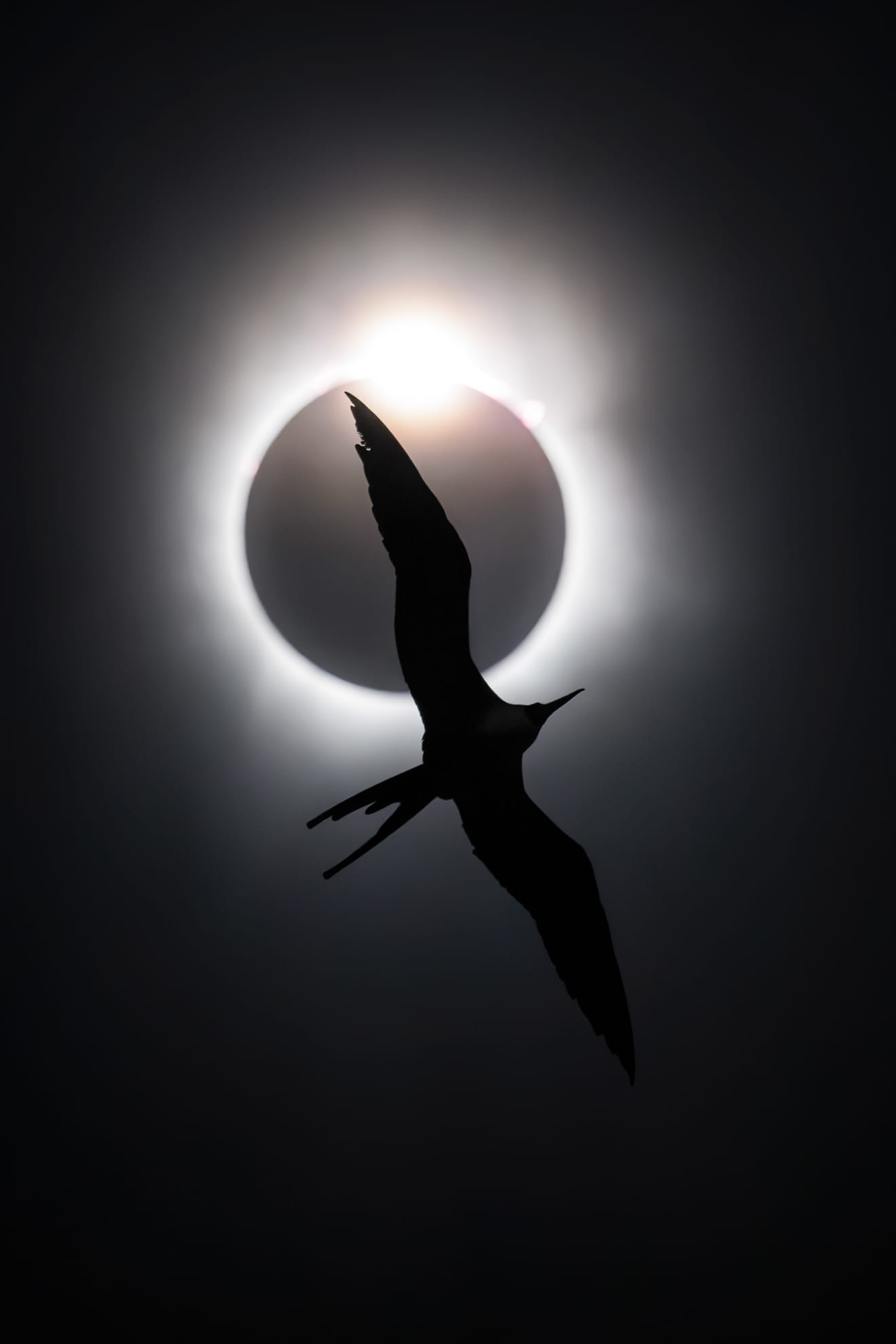 a silhouette of a Magnificent frigatebird against a full solar eclipse