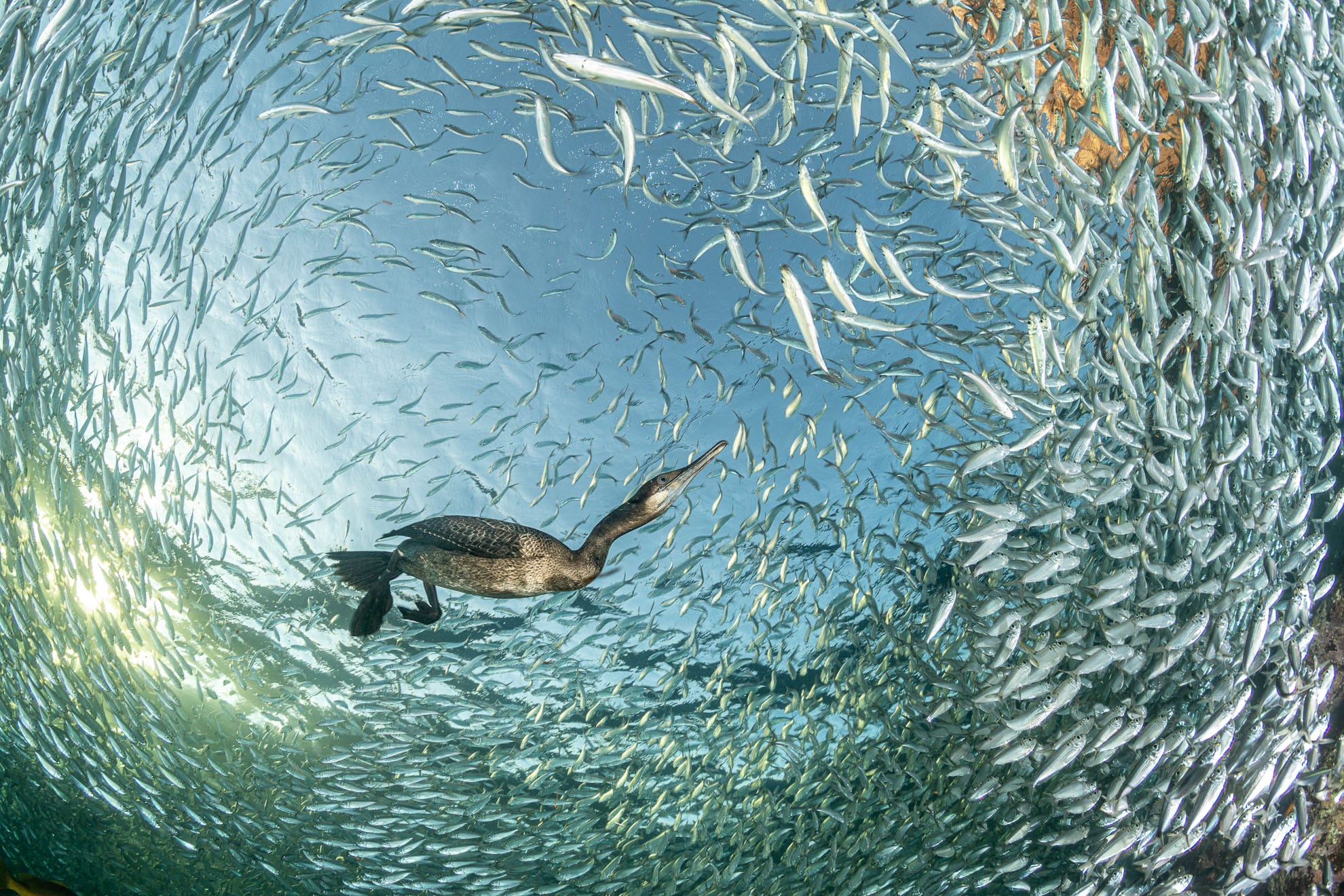 a Brandt's cormorant swimming underwater in a huge school of fish