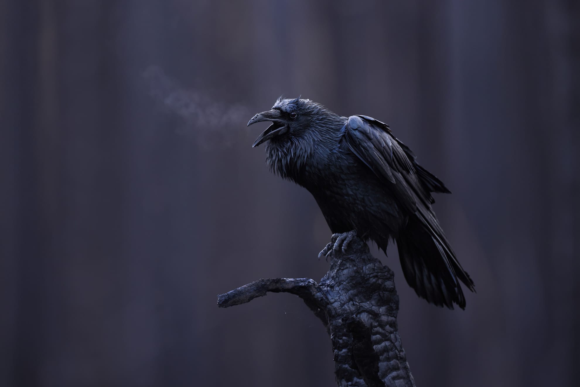 a Canadian common crow stands on a burnt tree and breathes steam in the cold air