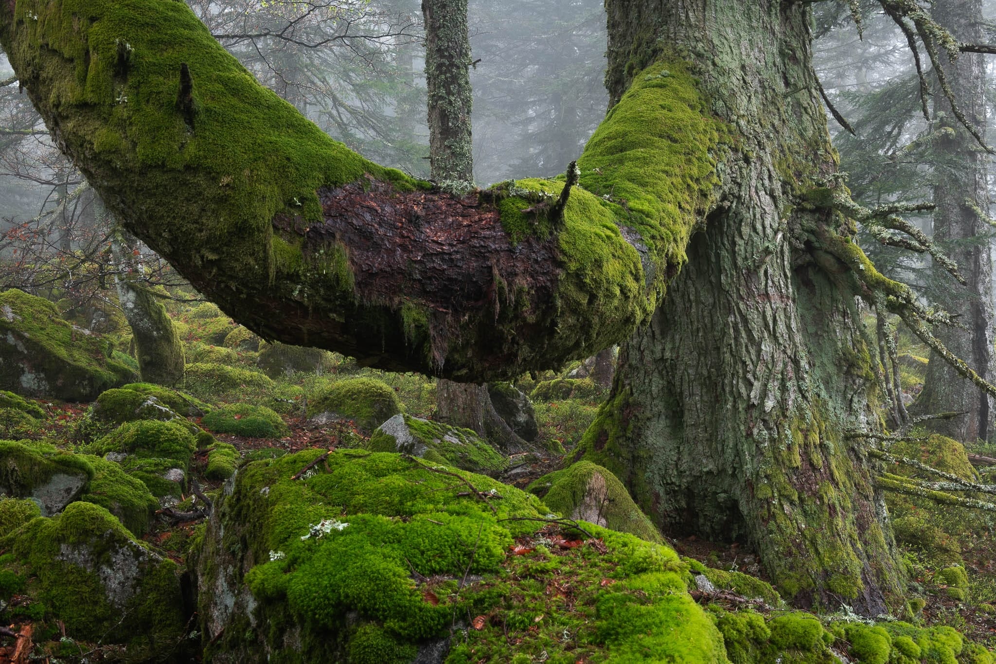 a photograph by Frédéric Demeuse of moss-covered trees in a dense forest