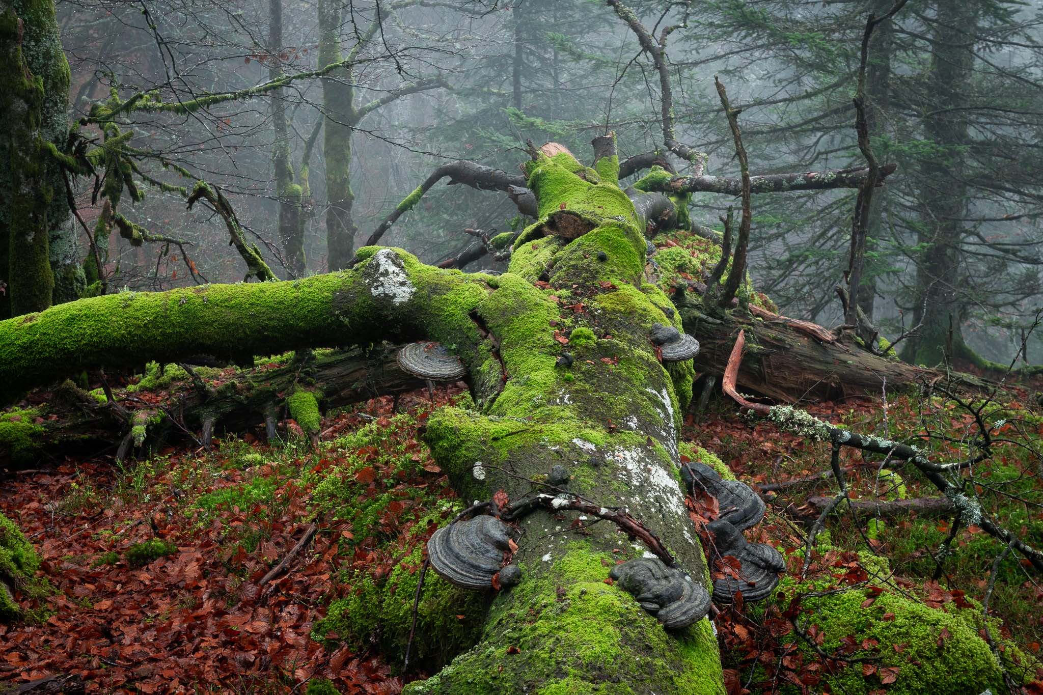 a photograph by Frédéric Demeuse of moss-covered fallen trees in a dense forest