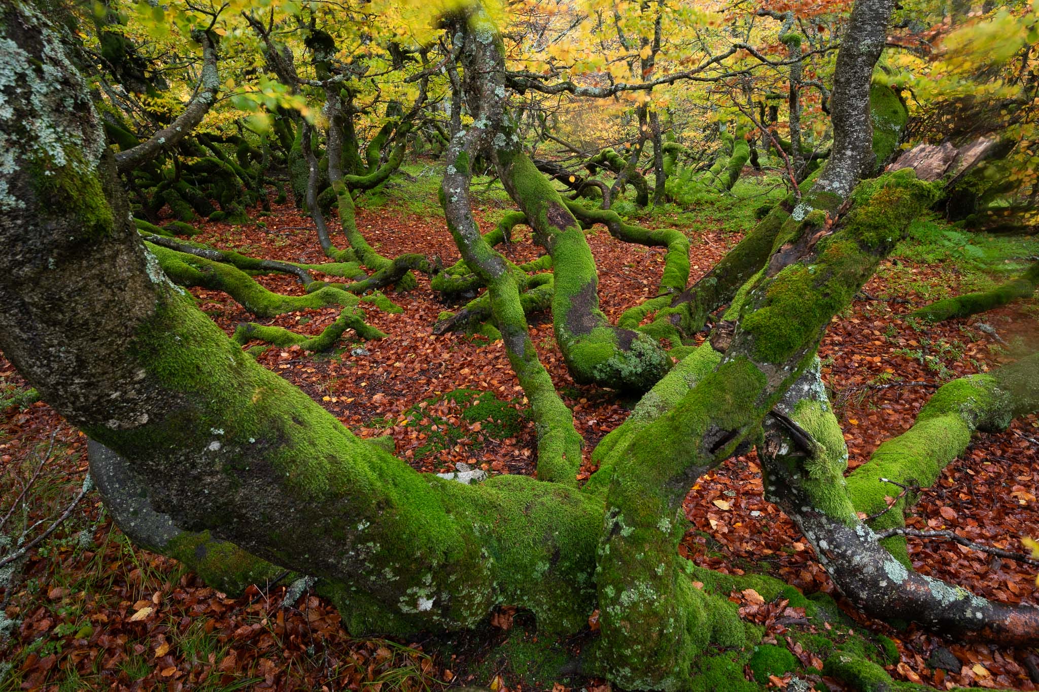 Frédéric Demeuse’s Photos Foreground the Essential Beauty of Ancient Forests