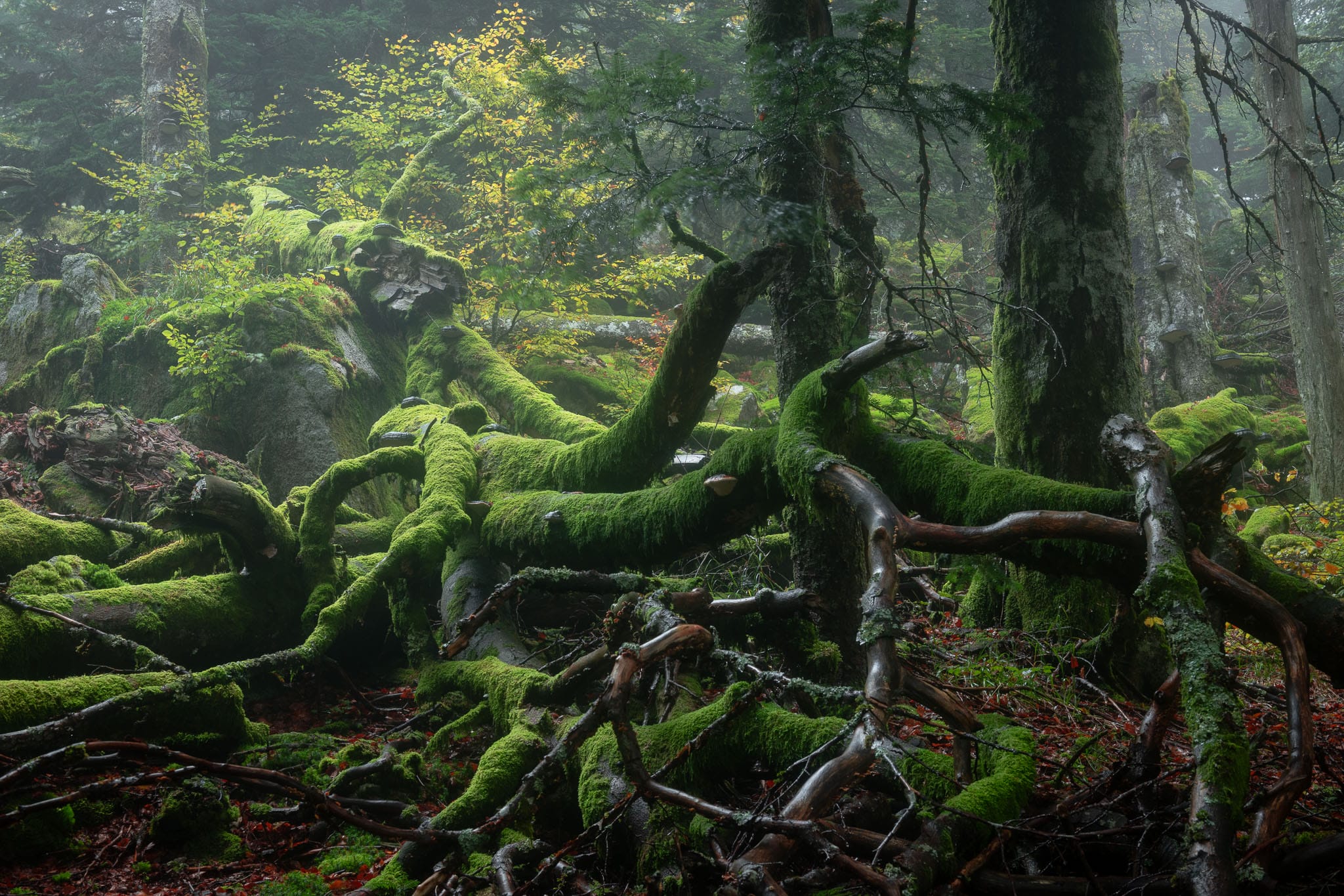 a photograph by Frédéric Demeuse of moss-covered trees in a dense forest