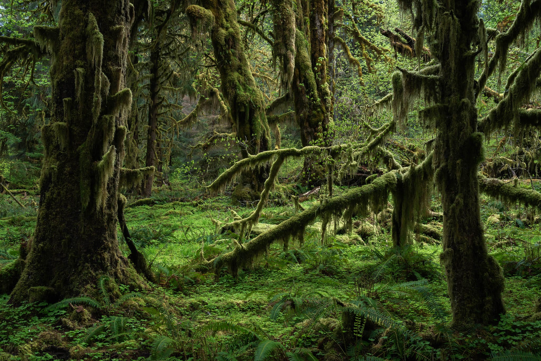 a photograph by Frédéric Demeuse of moss-covered trees in a dense forest