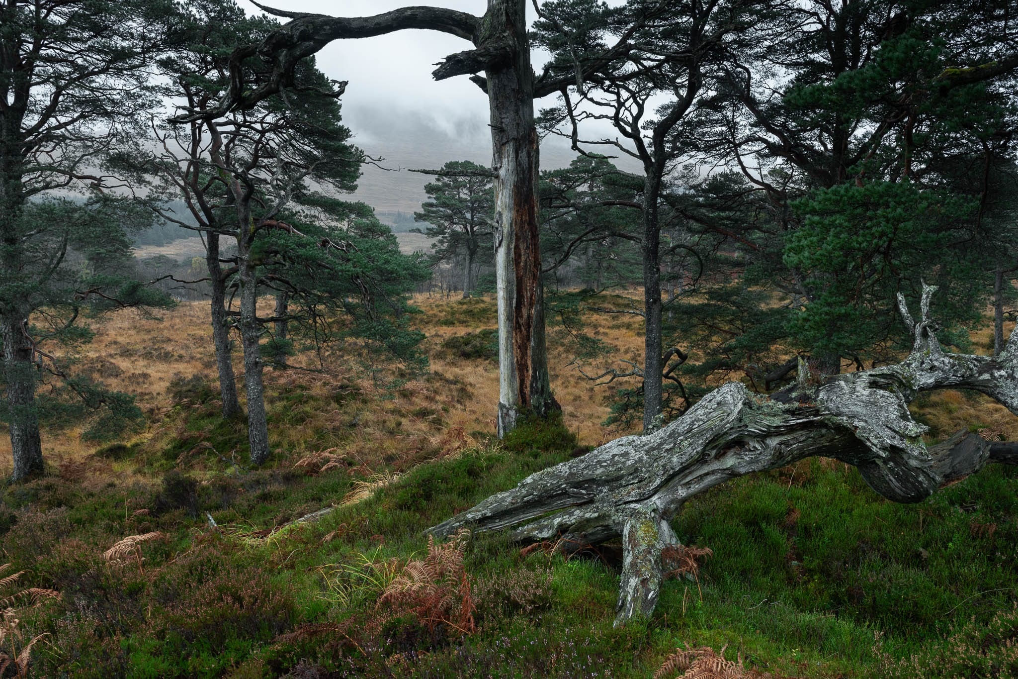 a photograph by Frédéric Demeuse of a misty hillside wooded area in the Scottish Highlands