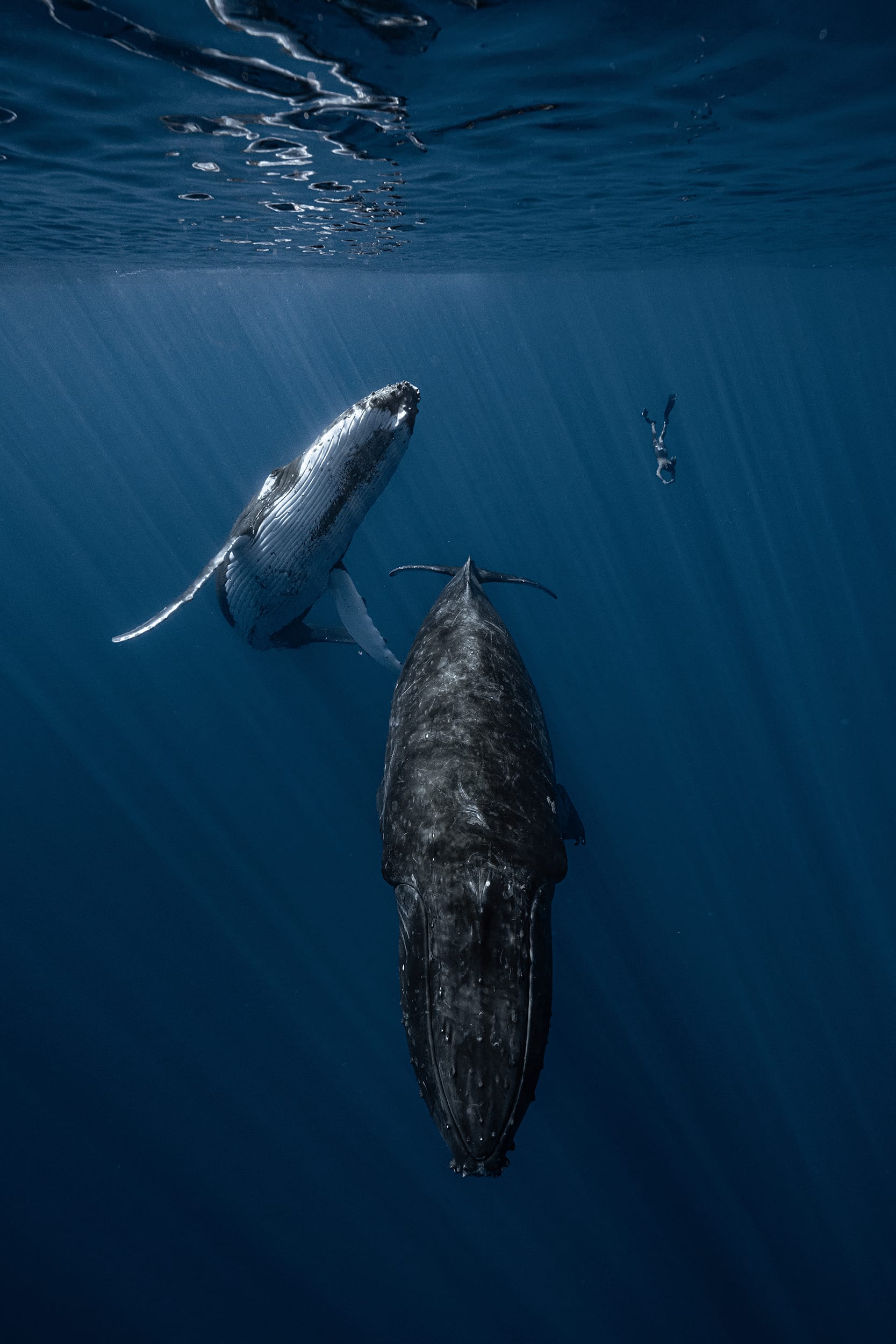 a diver is very small underwater beside two whales