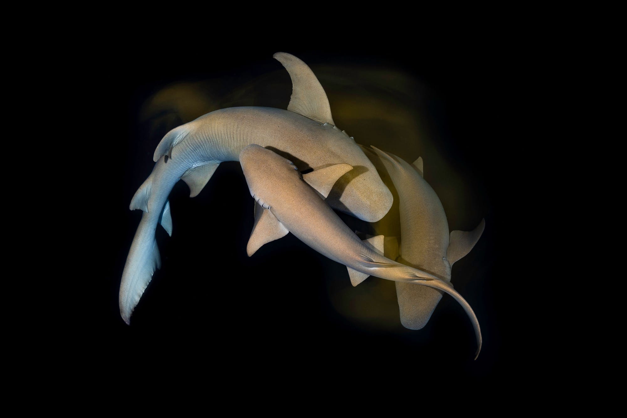 three sharks swim close together