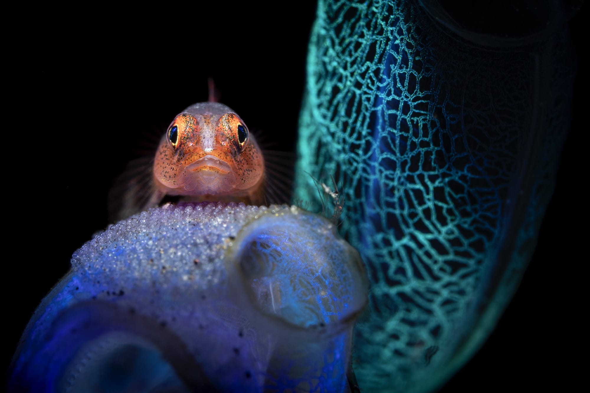 a goby cradles its eggs between two sea squirts