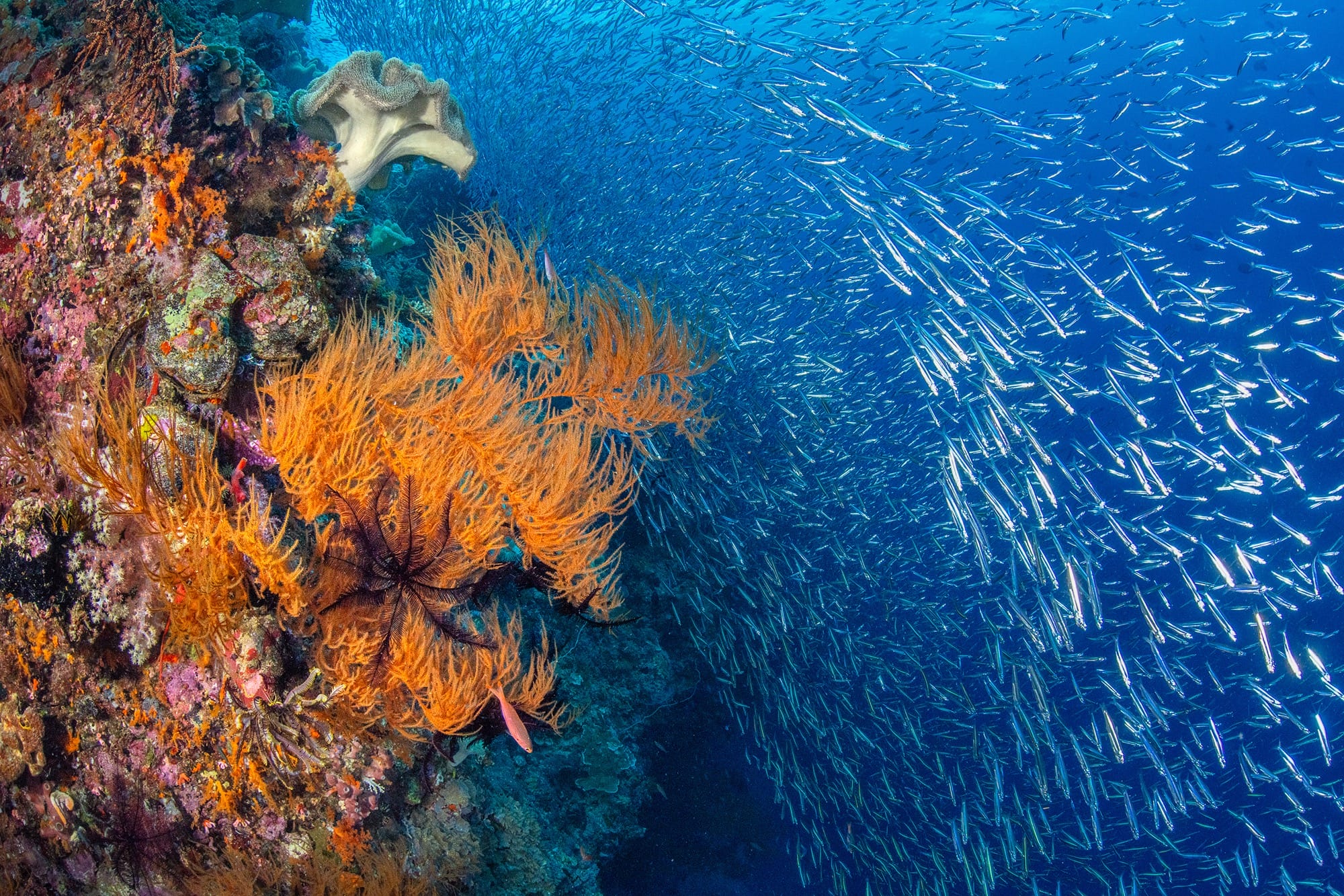 a coral reef with a huge school of fish swimming nearby