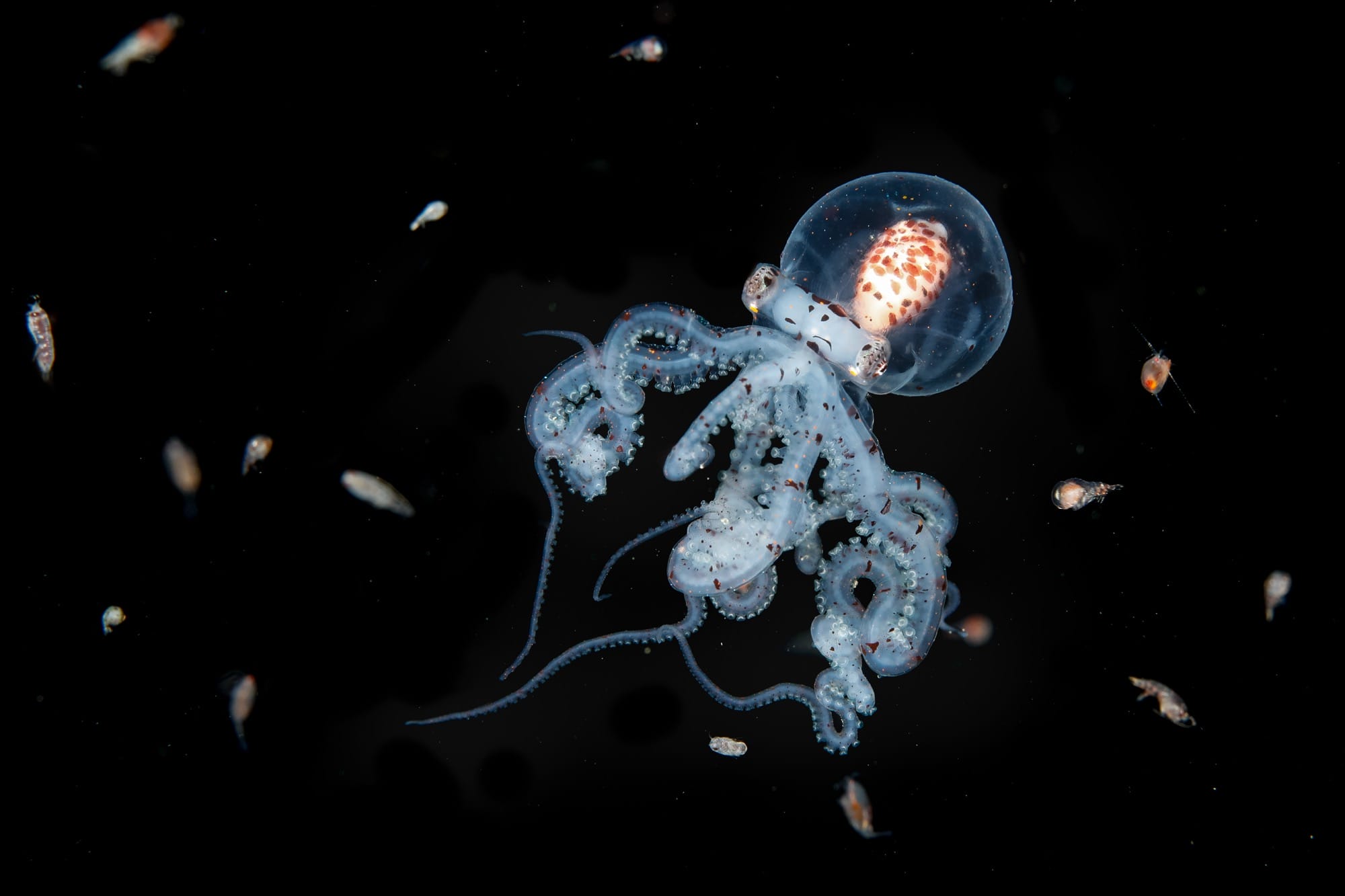 a tiny jellyfish-like creature deep in the ocean