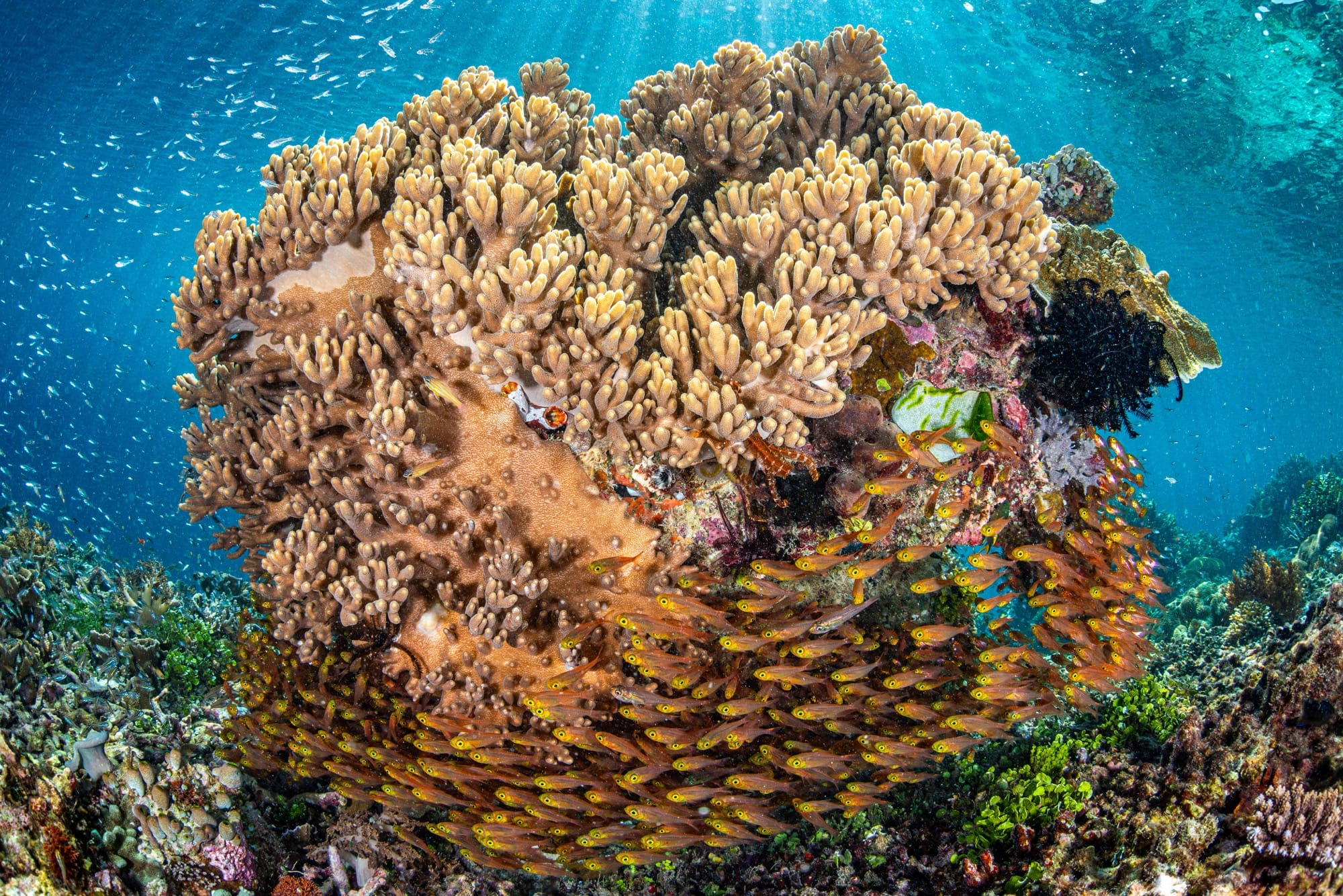 a large coral in a reef