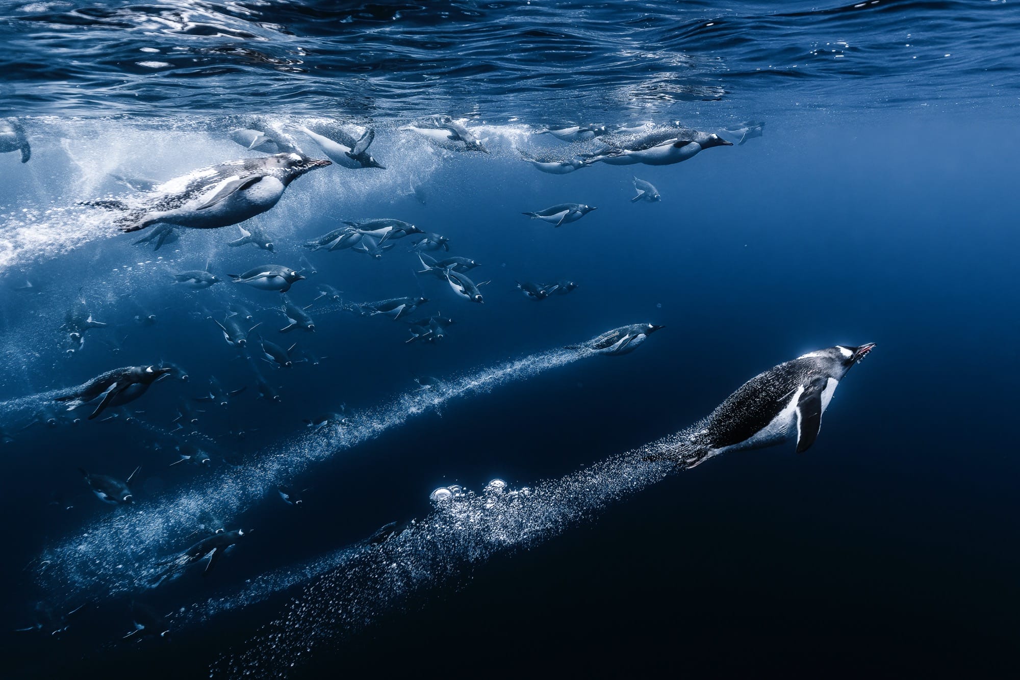 penguins swim underwater