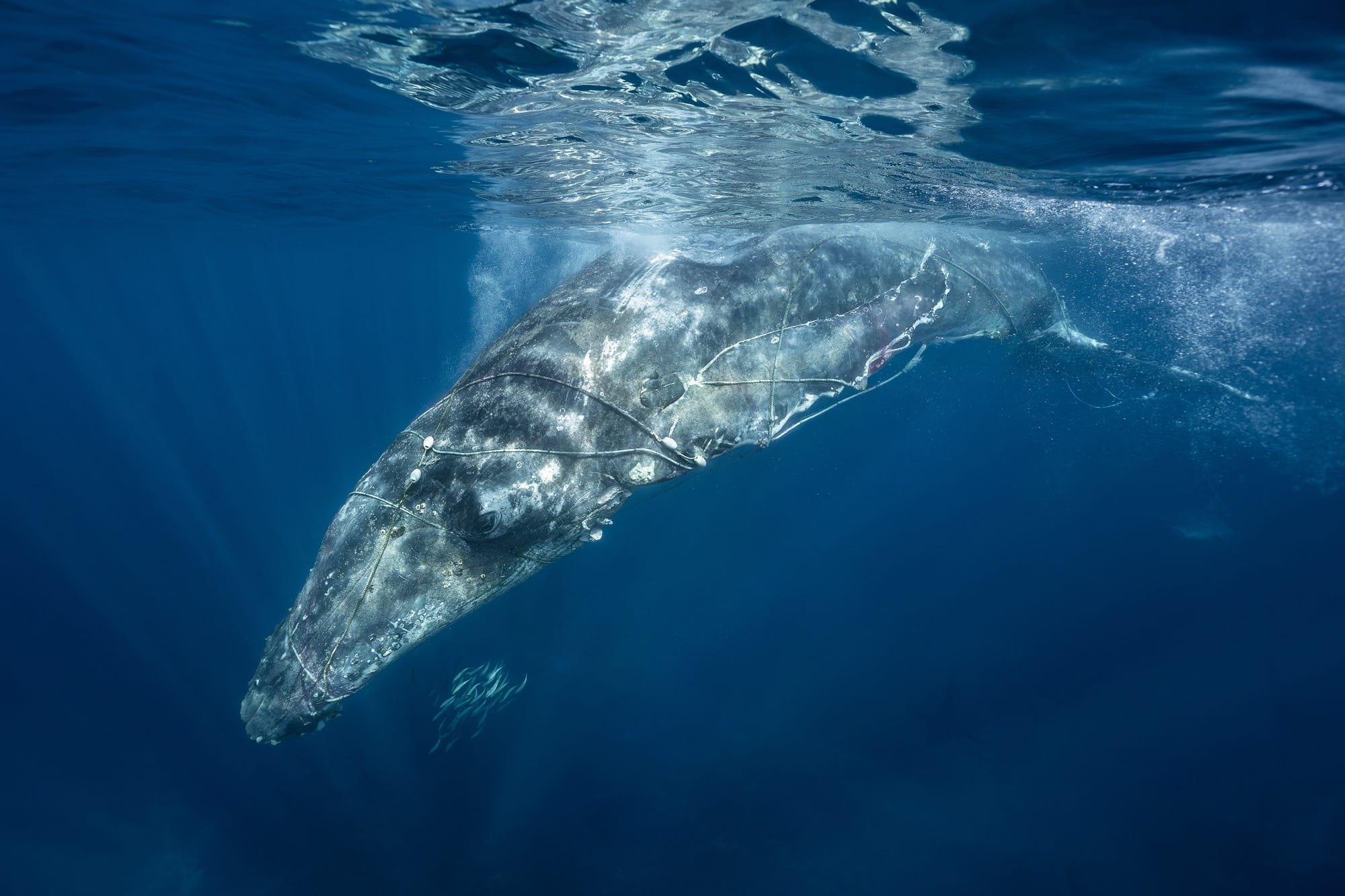 a whale swims with rope around its body