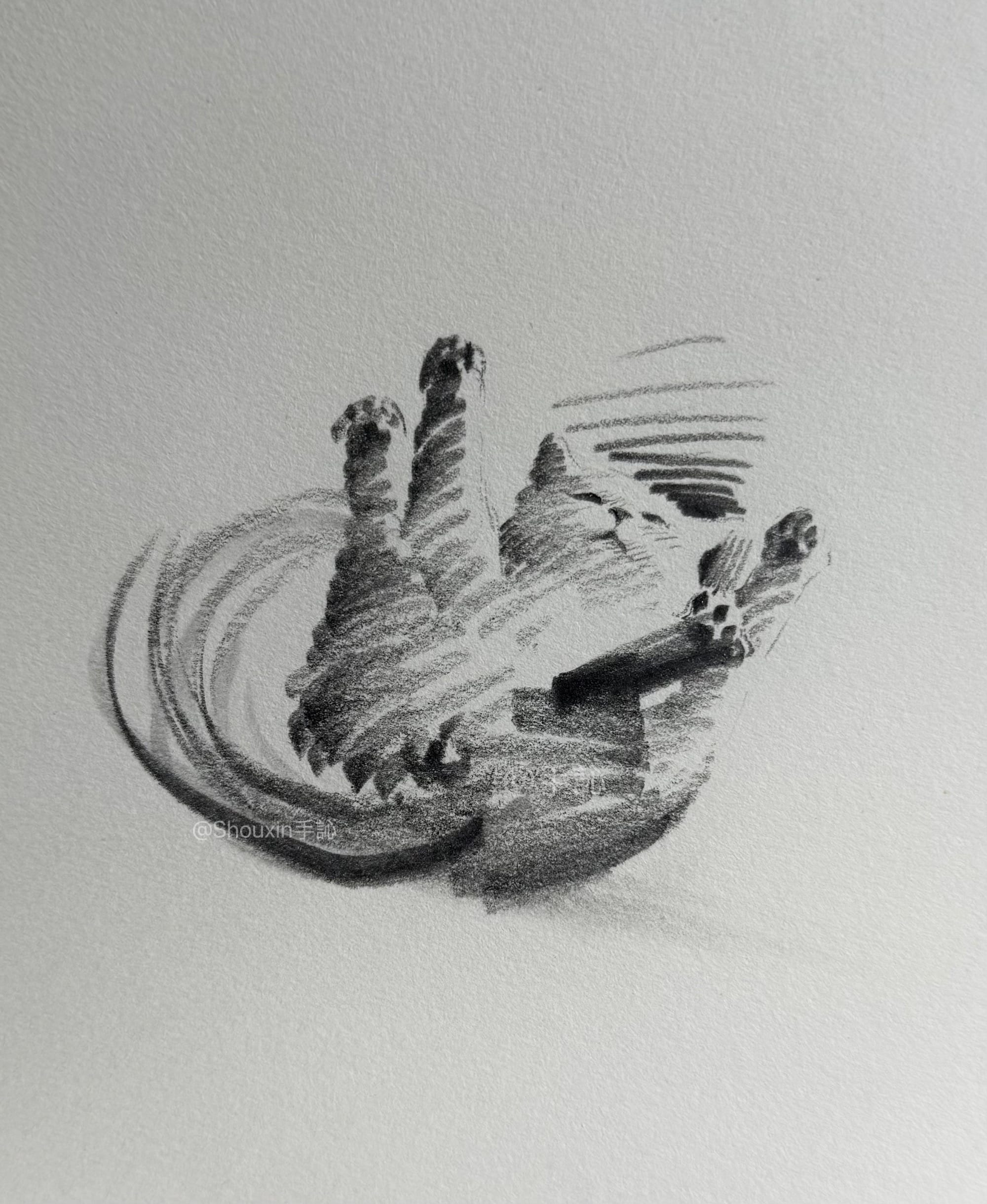 a small graphite drawing by ShouXin of an expressively rolling cat, made with emphatic pencil strokes