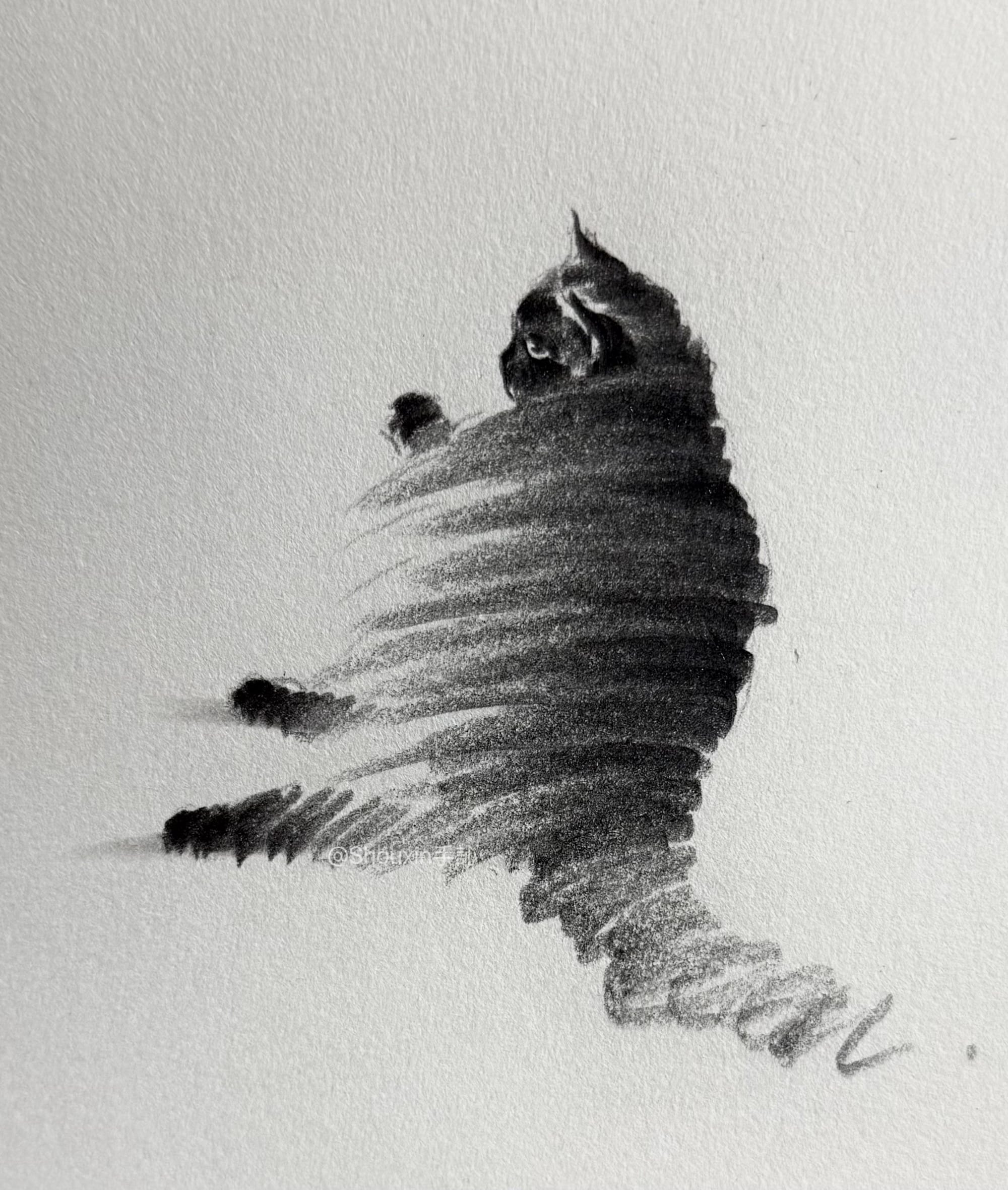 a small graphite drawing by ShouXin of a relaxed, longhaired cat, made with emphatic pencil strokes