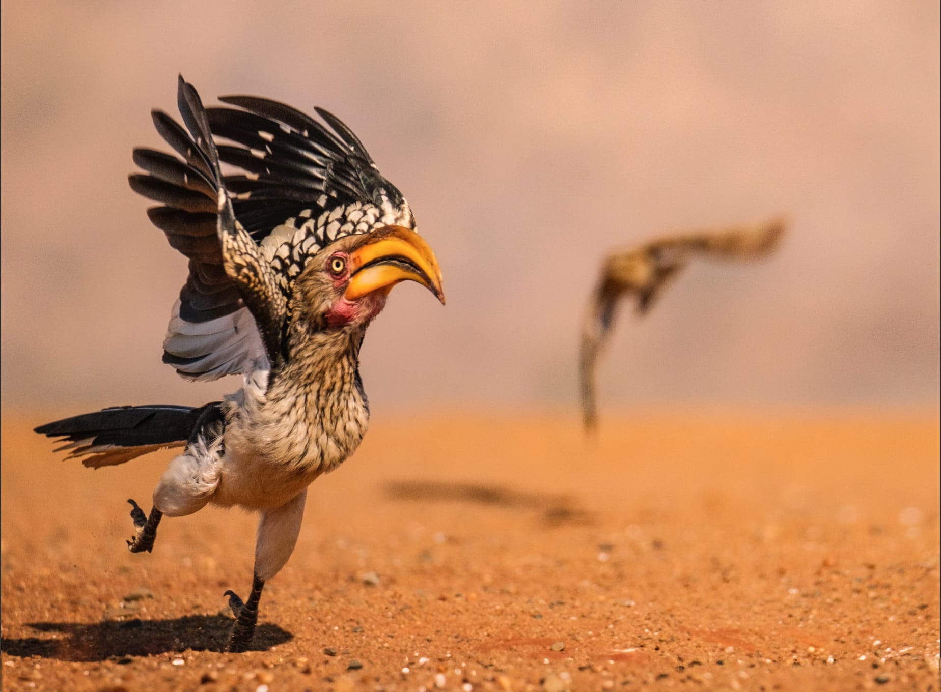 a photo by Geoff Martin of a scared hornbill running