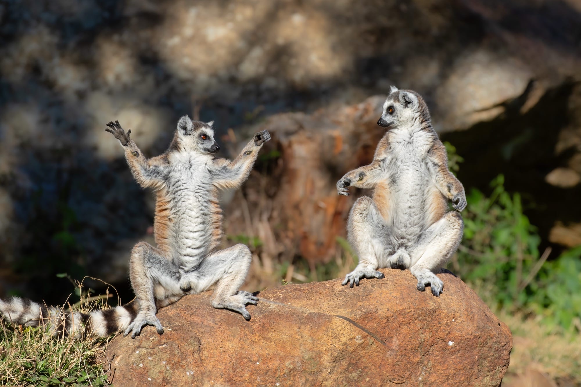 a photo by Andrey Giljov of two lemurs, one with its arms stretched as if showing the other something