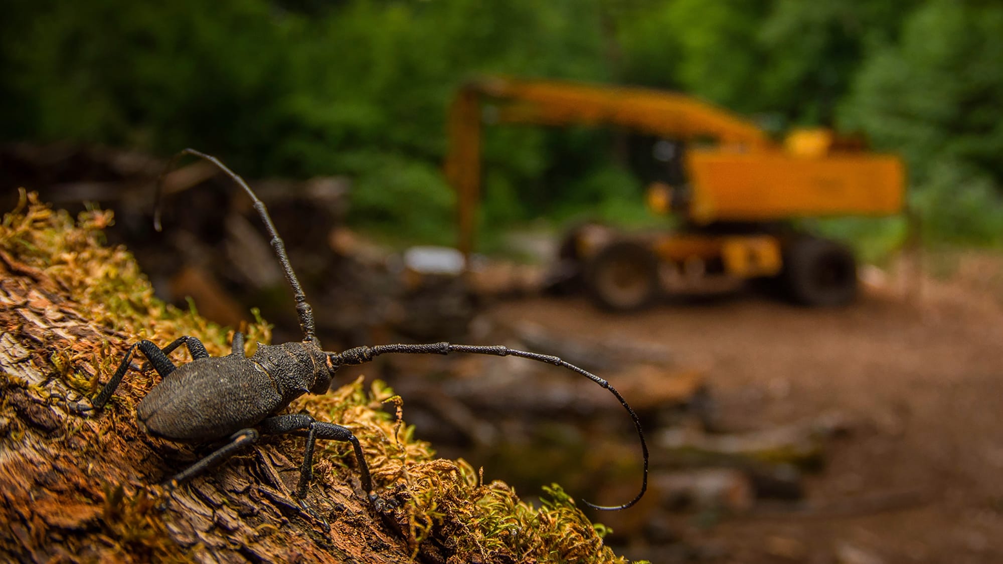 a photo by Andrea Dominizi of a a longhorn beetle with construction equipment in the background